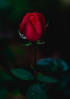 Red rose bud in morning