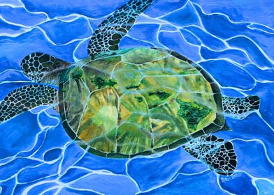 Hawaiian Honu