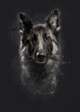 German Shepherd Portrait