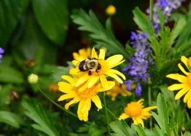 Daisies little helper