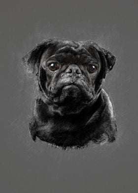 Black Pug Portrait