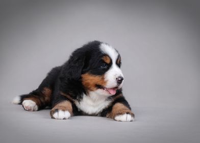 Bernese  puppies