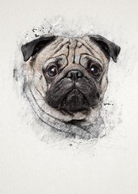 Pug Portrait