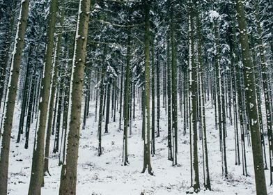 Winter Forest Trees