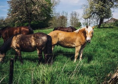 Spring Field Horses