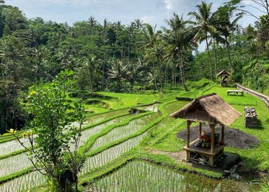 Bali rice terraces