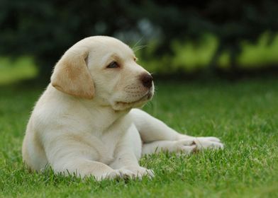 Labrador retriever puppy