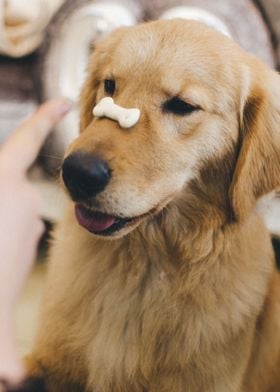 Dog balancing cookie