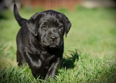 Labrador retriever puppy