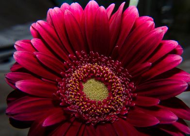 red gerbera flower