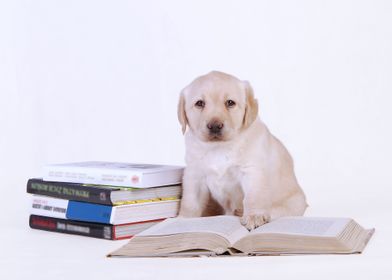 Labrador retriever puppy