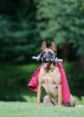 Dog lifting weights