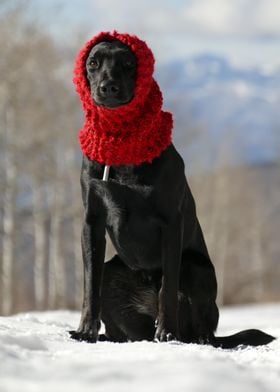 Black dog in snow