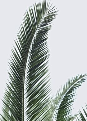 Palm Frond 