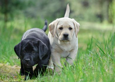 Labrador retriever puppies