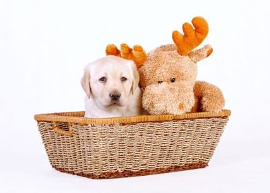 Labrador retriever puppy