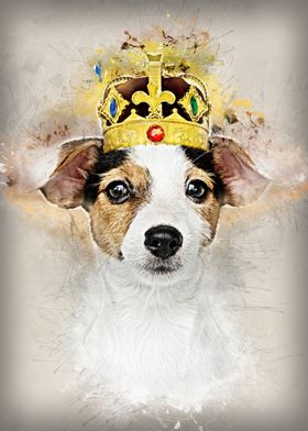 King Jack Russell Dog