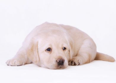 Labrador retriever puppy