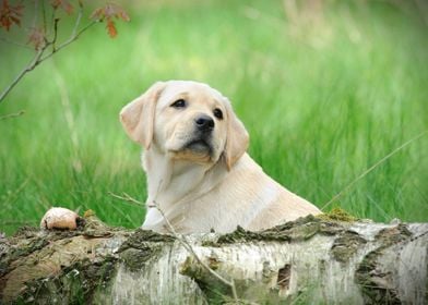 Labrador retriever puppy