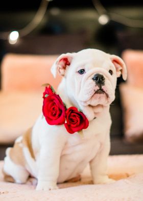 Short haired dog with rose