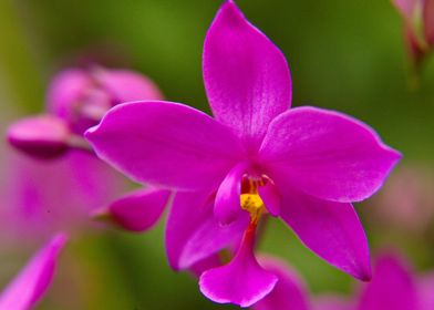 Orchid 2