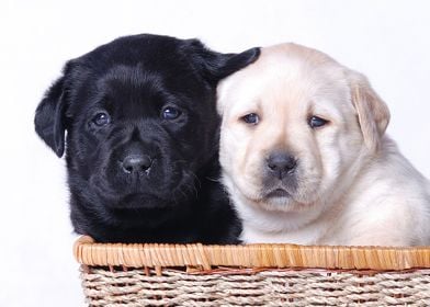 Jing Jang Labradors