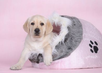 Pink Labrador puppy