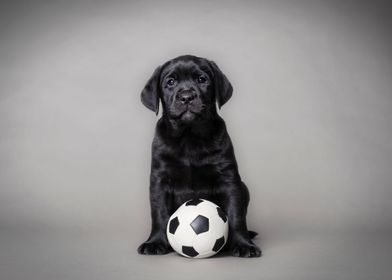 Labrador puppy with ball