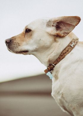 Short haired white dog