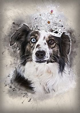 Princess Border Collie Dog