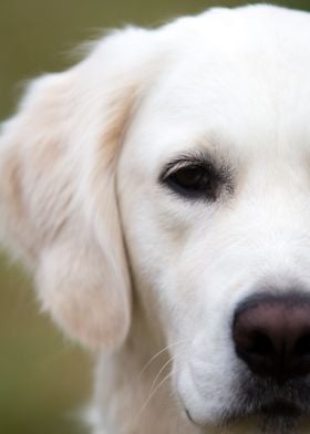 Closeup of dog face