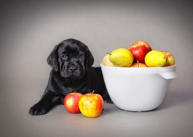 Labrador puppy with fruits