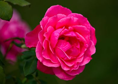 Rose 7