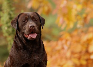 Chocolate Labrador