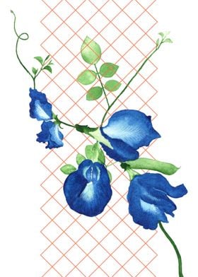 Blue butterfly pea flower