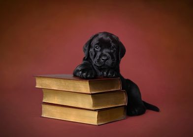 Labrador puppy with books