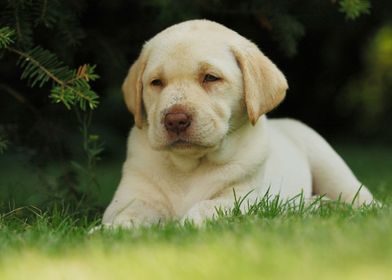 Labrador retriever puppy