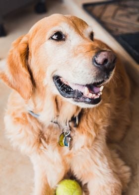 Golden retriever with ball