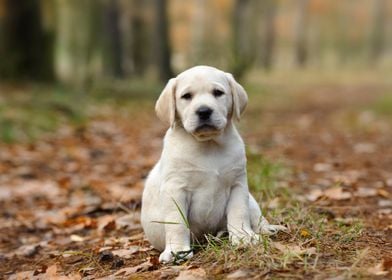 Labrador retriever puppy