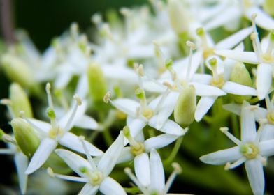 white little flowers macro