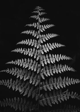 Gray scale fern leaf