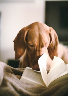 Dog flipping pages