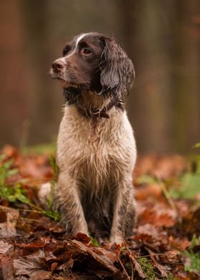 Dog sitting on leaves