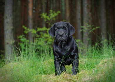 Labrador retriever puppy