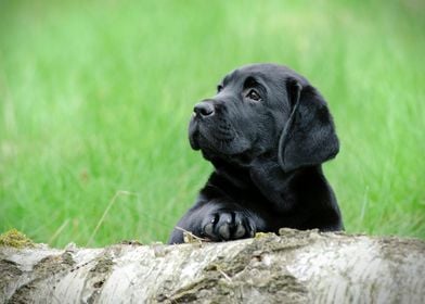 Labrador retriever puppy