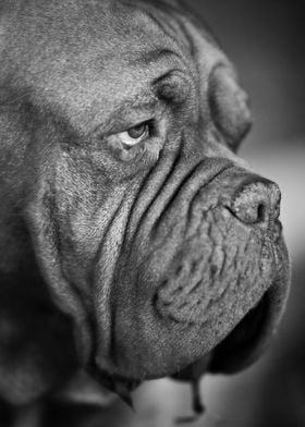 Gray scale closeup of dog