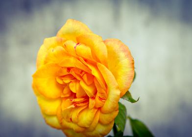 Rose 9