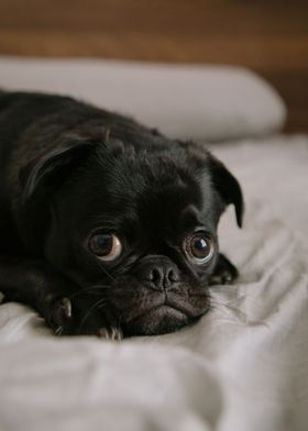 Black adorable pug on bed