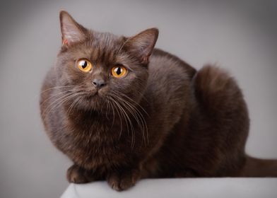 British shorthair cat