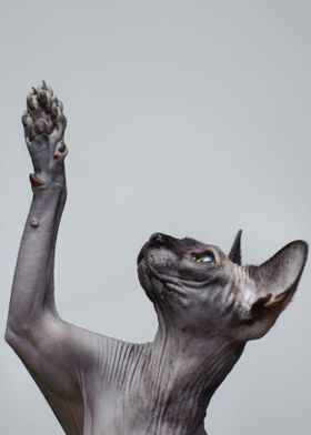 Canadian Sphynx cat